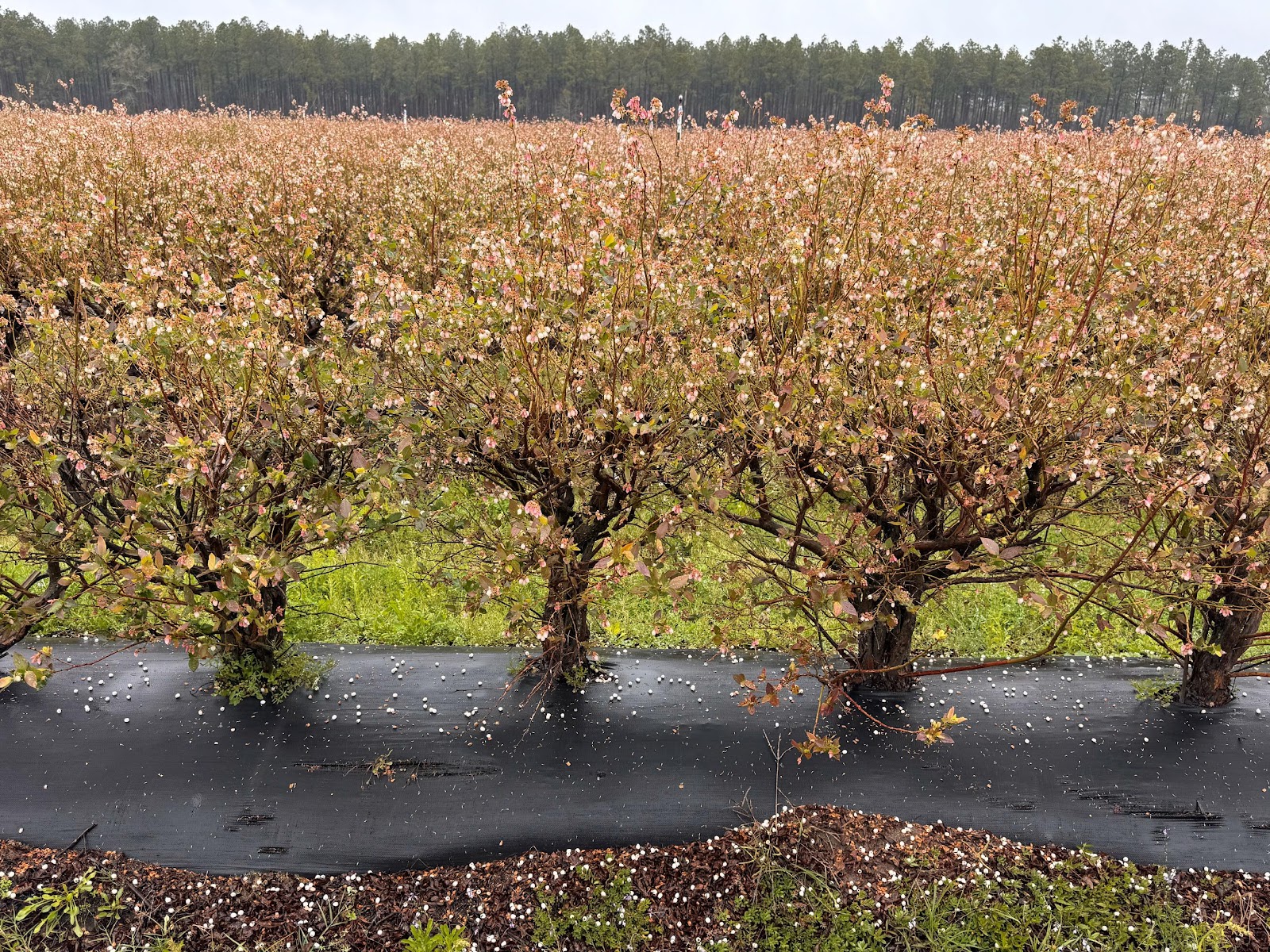 A row of trees in a fieldAI-generated content may be incorrect.